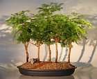Redwood Bonsai   5 Tree Forest Group   Outdoor  each btwn 5 8 years 
