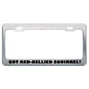 com Got Red Bellied Squirrel? Animals Pets Metal License Plate Frame 