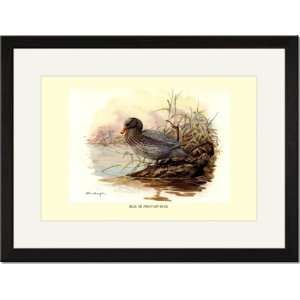   Black Framed/Matted Print 17x23, Blue or Mountain Duck