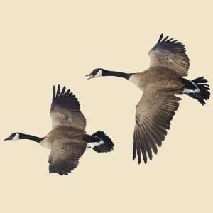  Flying Canada Goose Indoor Wall Graphic 2 Flying Geese 