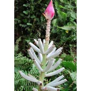  5 Musa Campestris Var. Limbangensis (Light) Information 