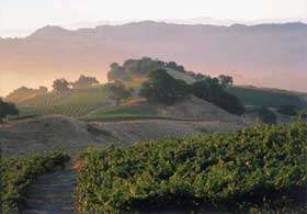 In the autumn of 1989, Jess Jackson acquired the Zellerbach winery and 
