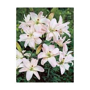  Lily   Asiatic   Spring Pink Fall Flower Bulb   Pack of 