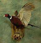 pheasant mount  