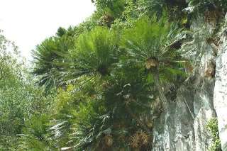 THAI Mountain CYCAD Cycas Clivicola Live Tree Palm  