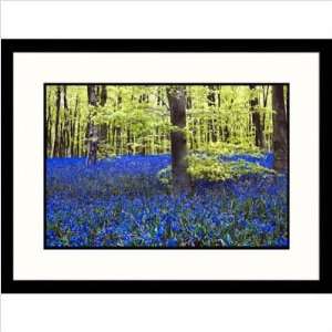  Trees and Flowers in Forest Framed Photograph Size 23 x 