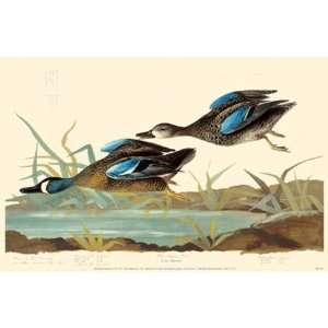  Blue Winged Teal Poster