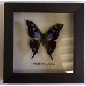 Butterflies By God   Purple Spotted Swallowtail In A Black Shadowbox 