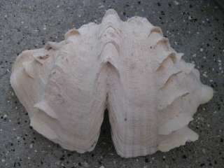 Giant clam seashell tridacna squamosa shell FREAK  
