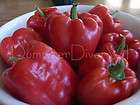 king of the north huge red bell pepper 40 seeds