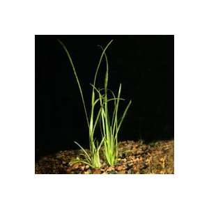  Sagittaria subulata   Bunched Baby