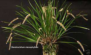 BIN Dendrochilum stenophyllum  Impressive Orchid specie  
