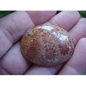  Gemqz S2703 Nice Coral Fossil Agate Cabochon Indonesia 