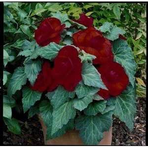  Begonia Roseform Red 1.25 10 pack Patio, Lawn & Garden