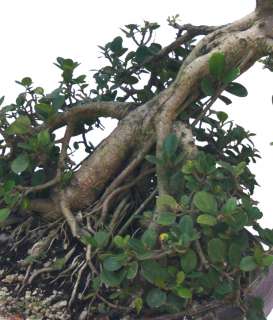 bonsai name common name green island leaf ficus bonsai tree