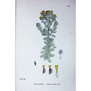  Sowerby Plants C1902 Sea Side Cotton Weed Maritima