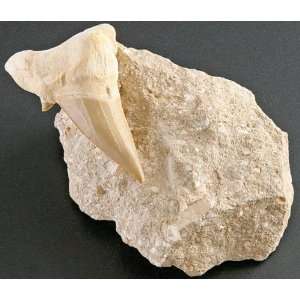  Fossil Shark Tooth in Matrix