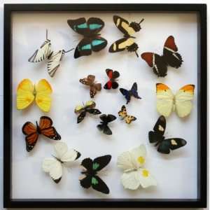  Real Mounted Butterflies Fathers Day Gift