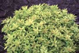 Dakota Goldcharm®  Spirea ProivenWinners ColorChoice®  