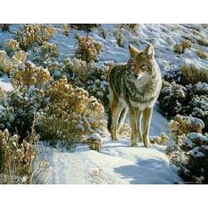 Ron Parker   Winter Sage   Coyote 