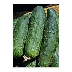  Boston Pickling Cucumber 25+ Heirloom by Hiterland Trading 