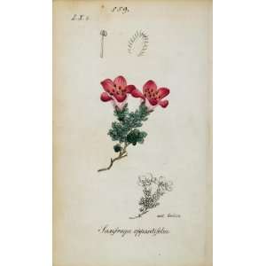  1826 Saxifraga Oppositifolia Purple Mountain Saxifrage 
