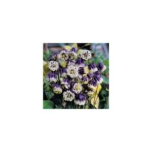  Columbine Double Pleat Blue and White Seeds Patio, Lawn & Garden