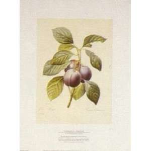 Plums Poster Print 