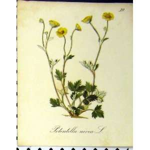  Potentilla Nivea Alpinr Plant 1879 Colour Print Flower 