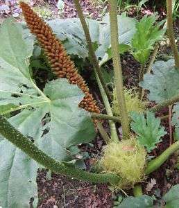 Samen Chilenischer Riesenrhabarber (Gunnera tinctoria), Mammutblatt 