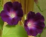 Morning Glory Vine Collection   8 Varieties (SAVE 38%)  
