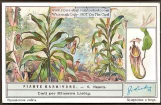 Carniverous Plants 6 NICE 1930s Cards Venus Flytrap  