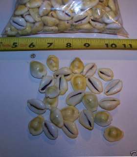 25 Money Cowrie COWRY Shells Seashells Cypraea Moneta  