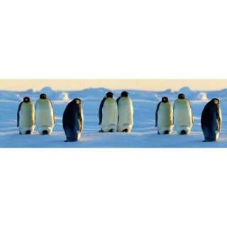 National Geographic 9 In. Penguins Border NGB94604  