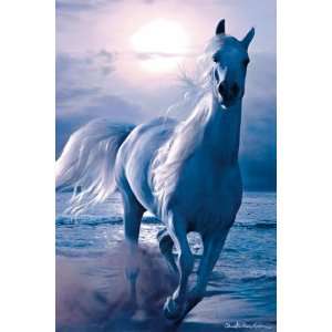 Poster 61x91 ARABIAN NIGHTS   Bild Pferd Horse Schimmel Meer Strand 