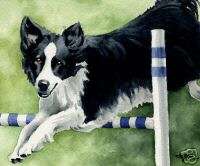 BORDER COLLIE Painting Dog ART 11 X 14 LARGE Signed DJR  
