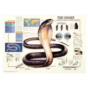  The Snake Poster