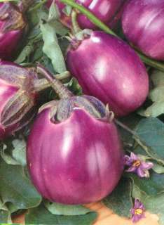 La melanzana ( Solanum melongena ) appartiene alla famiglia delle 