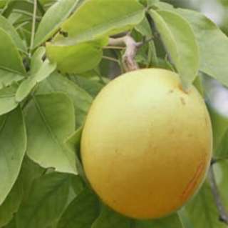   Apple 25 SEED RARE Bengal Quince Bael FRUIT tree Aegle marmelos Matoom