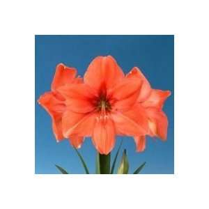   Orange Flamingo Star Amaryllis Flower Bulbs Patio, Lawn & Garden