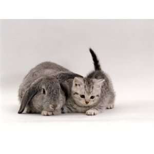 com Domestic Cat, Silver Spotted Kitten with Silver Lop Eared Rabbit 