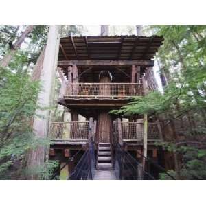  Tree House in Capilano Suspension Bridge and Park 