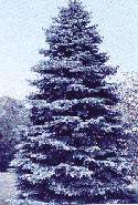 Colorado Blue Spruce Seed Packs, Evergreen Tree for Gifts & Ad Promos 