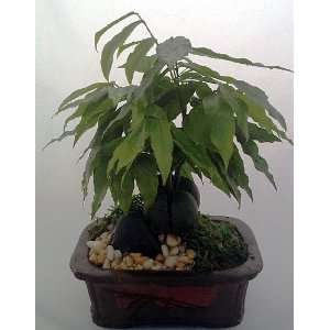 Lucky Bean Bonsai Plant   Etched Brick Ceramic Pot Patio 
