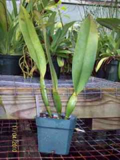 SC87 Orchid Plant Blc Williet Wong The Best AM/AOS  