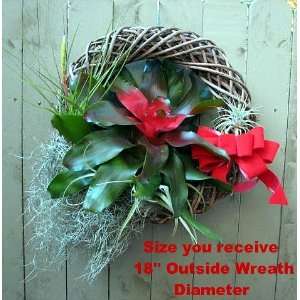  Living Air Plant Bromeliad Wreath   Great Gift   Easy 