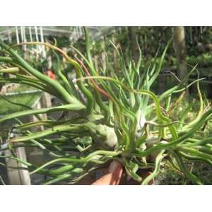  bulbosa   Exotic Bromeliad Seed 50 seeds Patio, Lawn & Garden