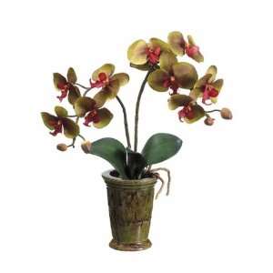  24 Phalaenopsis Orchid Plant