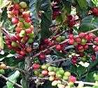 ARABIAN COFFEE TREE Coffea arabica   5+EXTRA seeds  