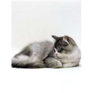 Domestic Cat, 5 Month Silver Bicolour Chinchilla Cross Kitten 